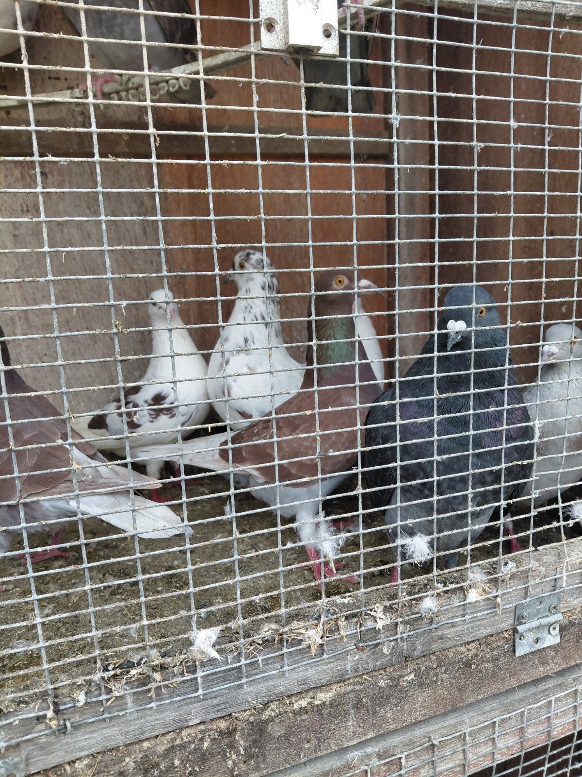 Pigeons recherchés