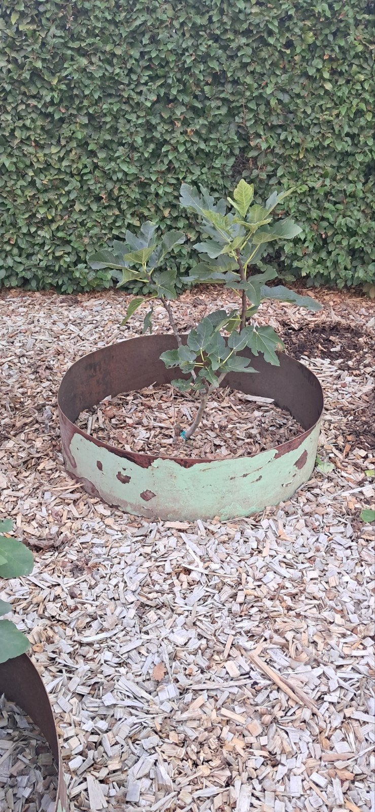 Boomringen  Afboording boom boomring, Tuin en Terras, Ophalen