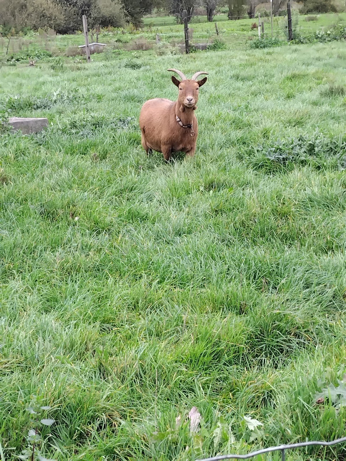 geitje, Dieren en Toebehoren, Vrouwelijk, Geit, 3 tot 5 jaar
