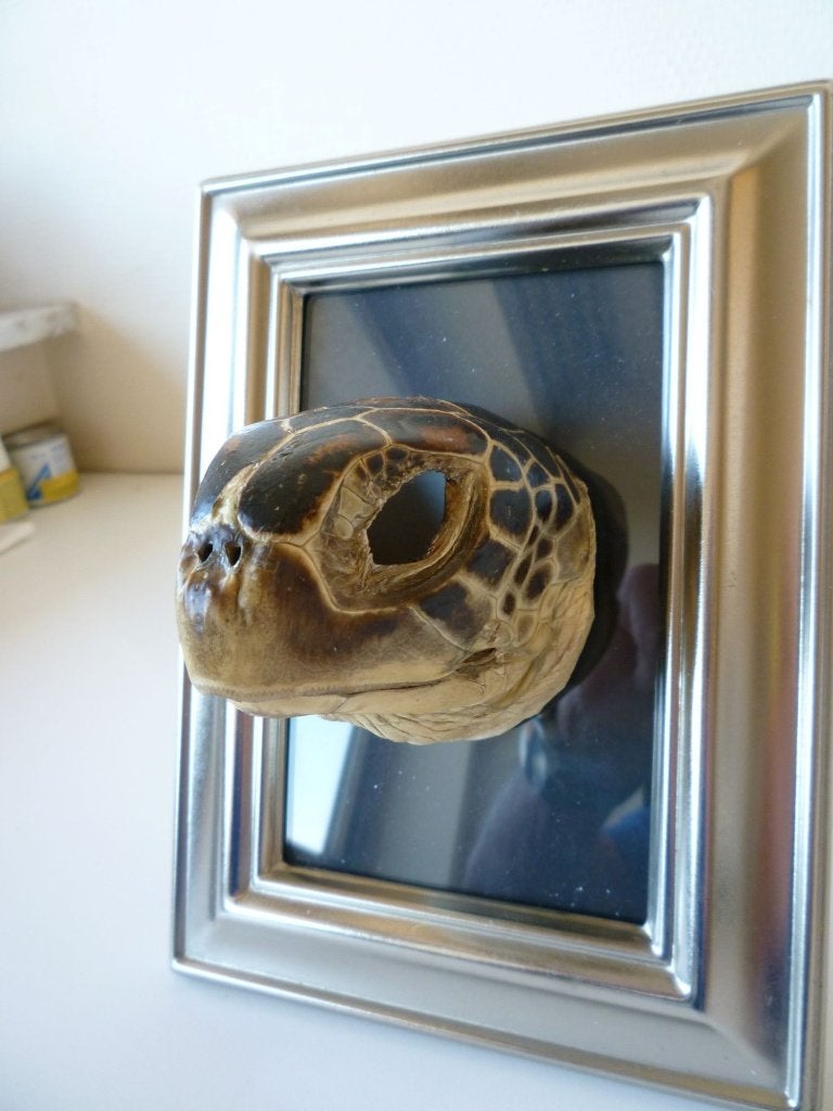 Taxidermie : tête de tortue empaillée, Collections, Collections Animaux, Enlèvement ou Envoi