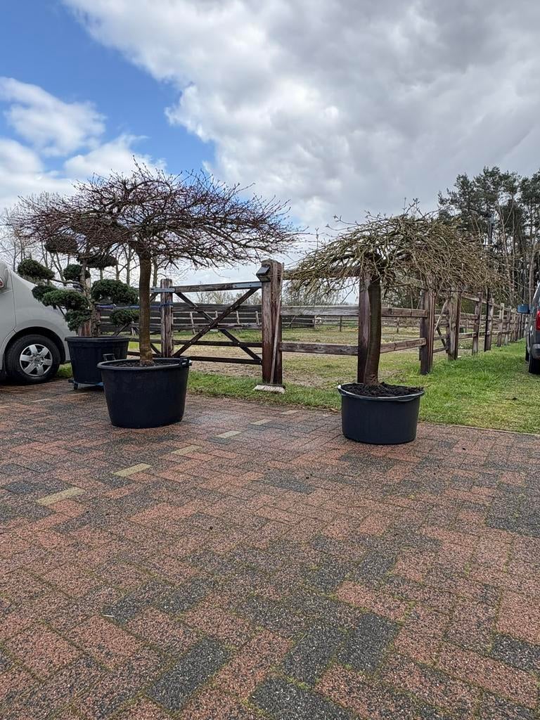 Acer palmatum dissectum  30 jaar – unieke parasolvorm!, Tuin en Terras, Ophalen