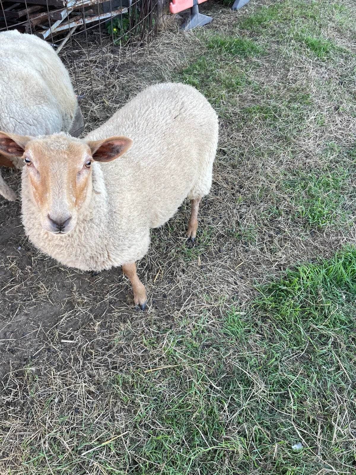 Ooi (6,5 maand oud)