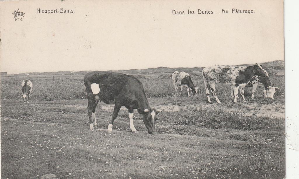 Nieuwpoort-Nieuport, Collections, Cartes postales | Belgique, Envoi