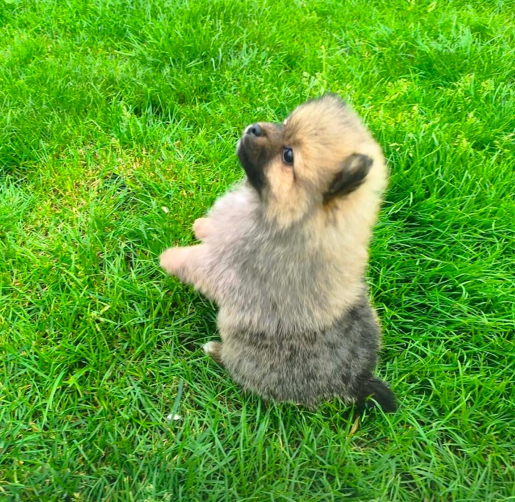 Dwergkees ,Pomeriaan pups, Dieren en Toebehoren, Parvo, België, Overige rassen, 8 tot 15 weken