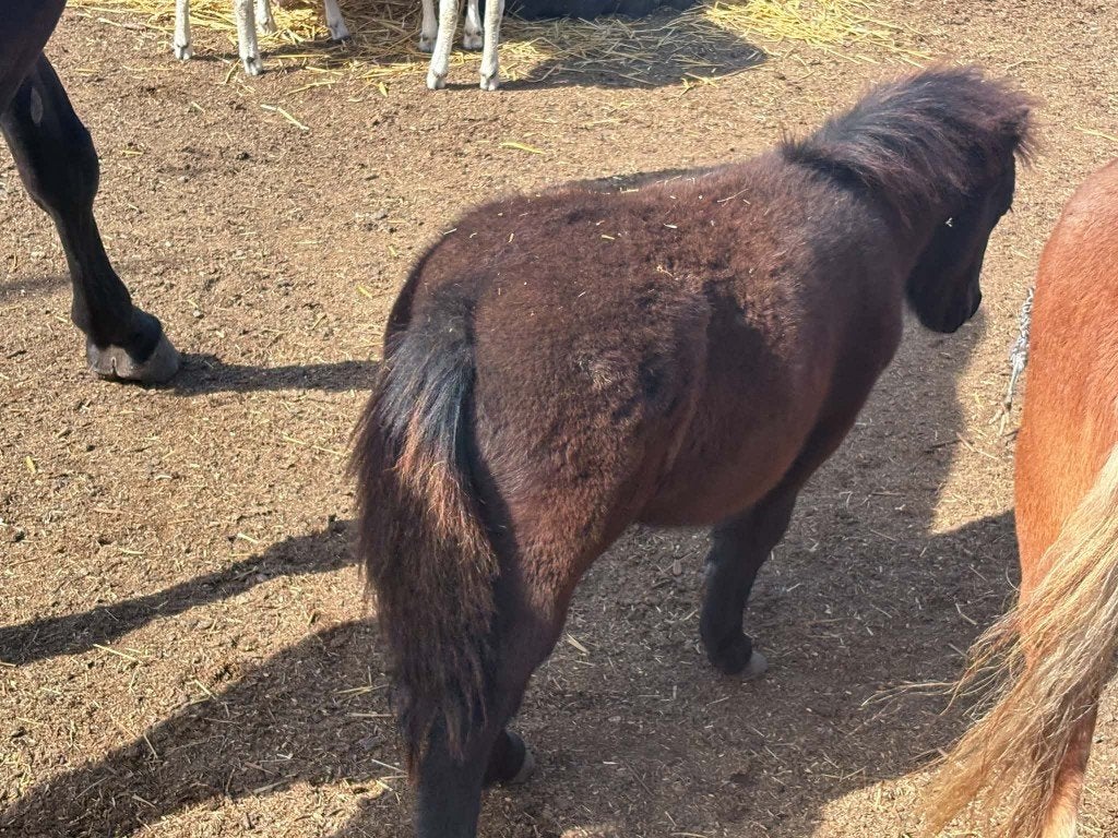 hengstje te koop, Étalon, Non dressé, 0 à 2 ans