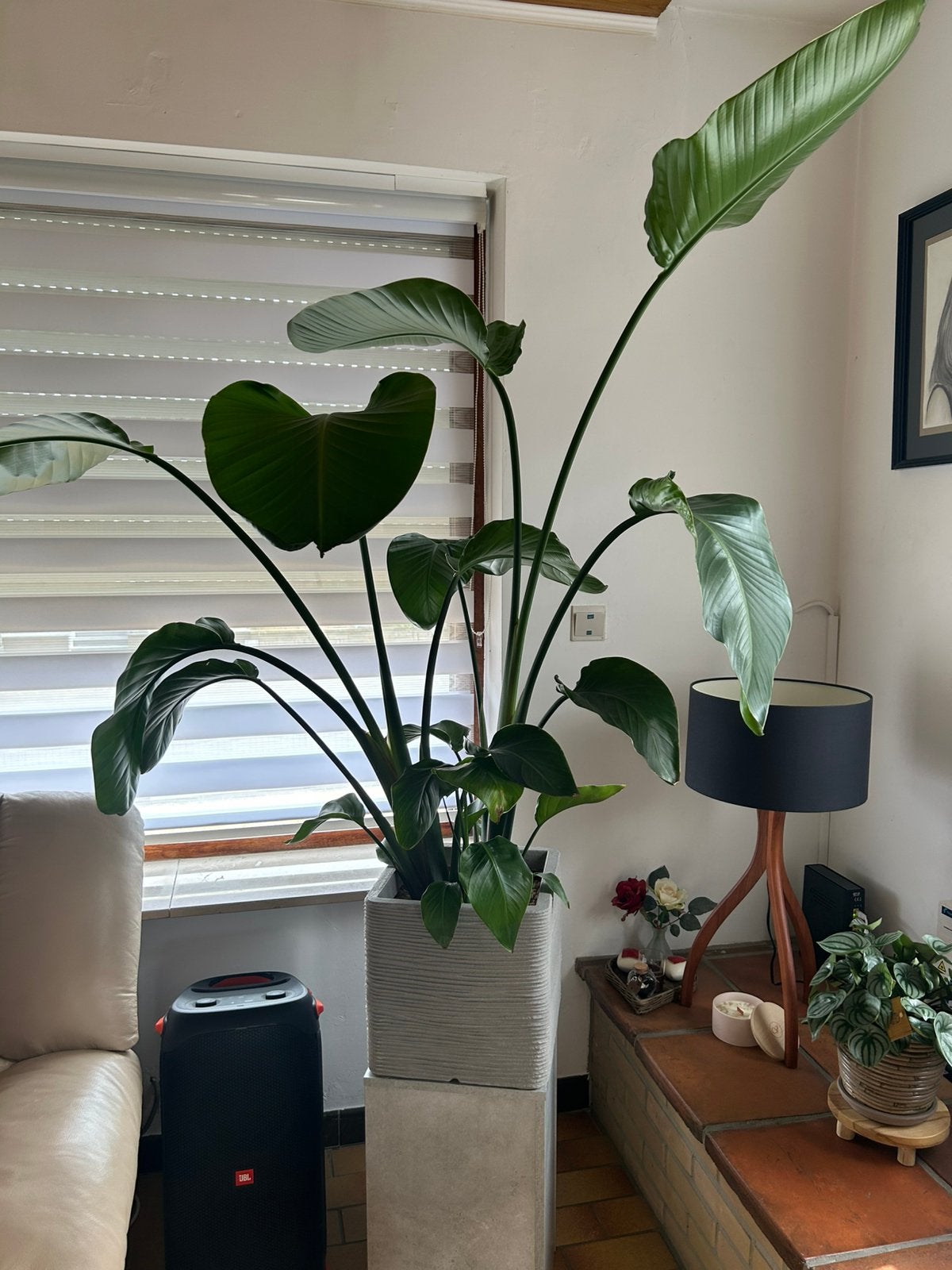 Kamerplant, Ophalen