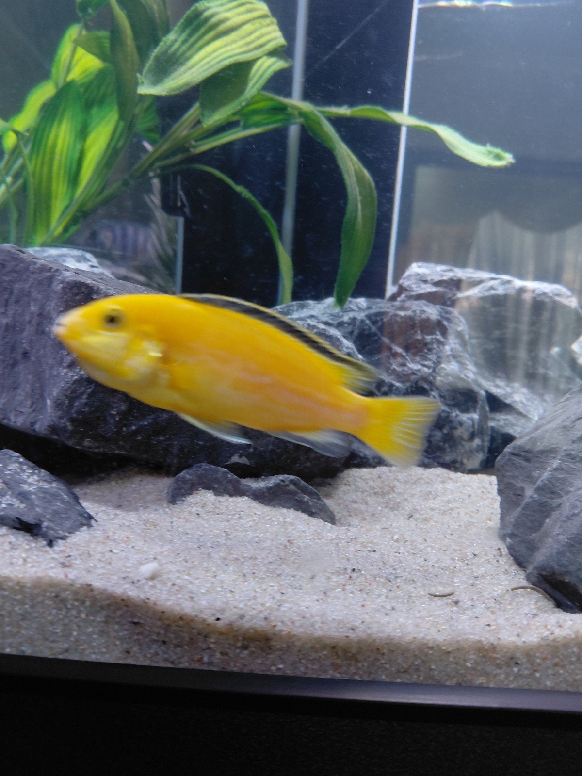 Malawi cichliden