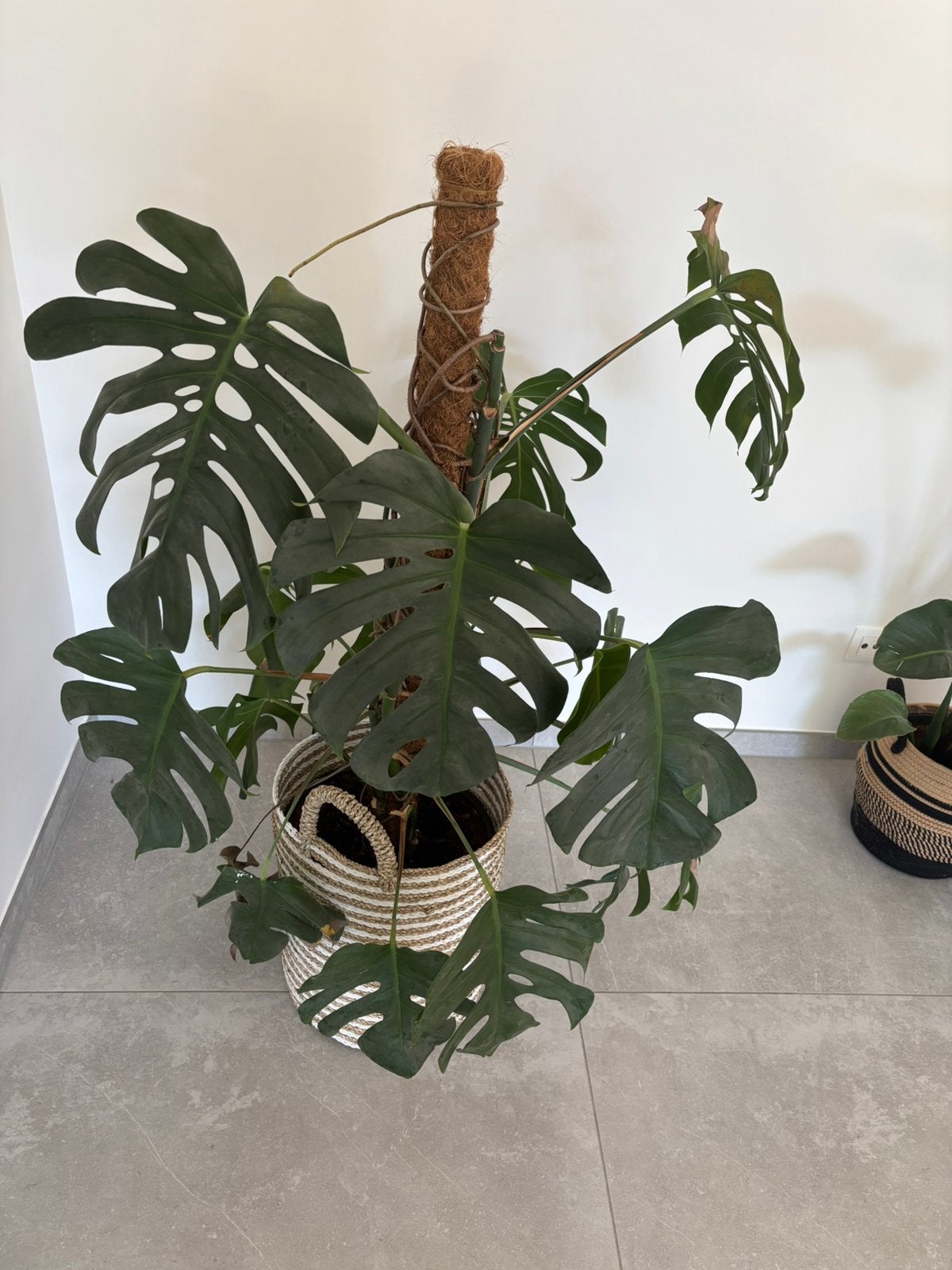 XL Monstera te koop, Ophalen, 100 tot 150 cm, Overige soorten, Halfschaduw