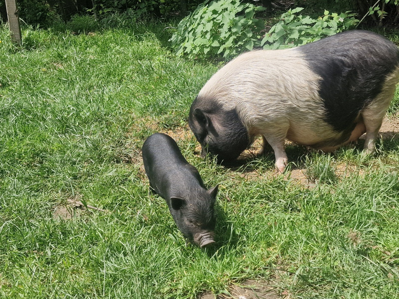 Biggetje te koop. Moeten dringend weg!