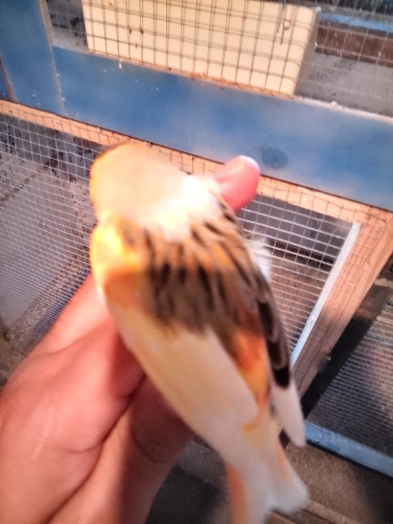 Vogels, Mâle