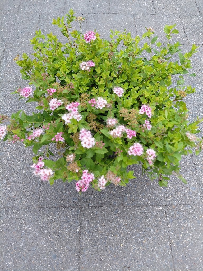 Spirea Little Princess, Enlèvement