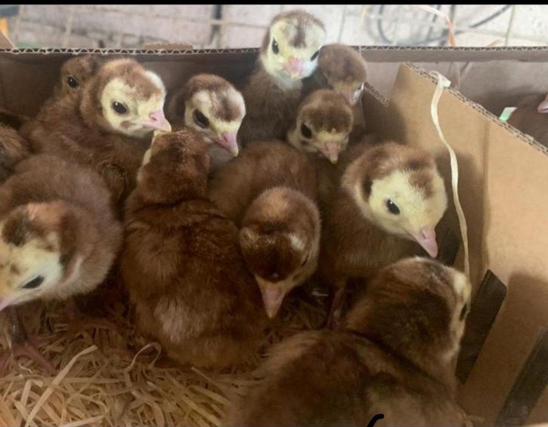 Poussins rouges des Ardennes, Dinde