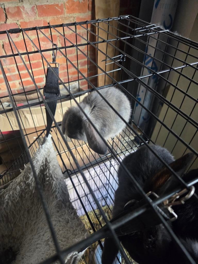 Franse hangoor, Dieren en Toebehoren