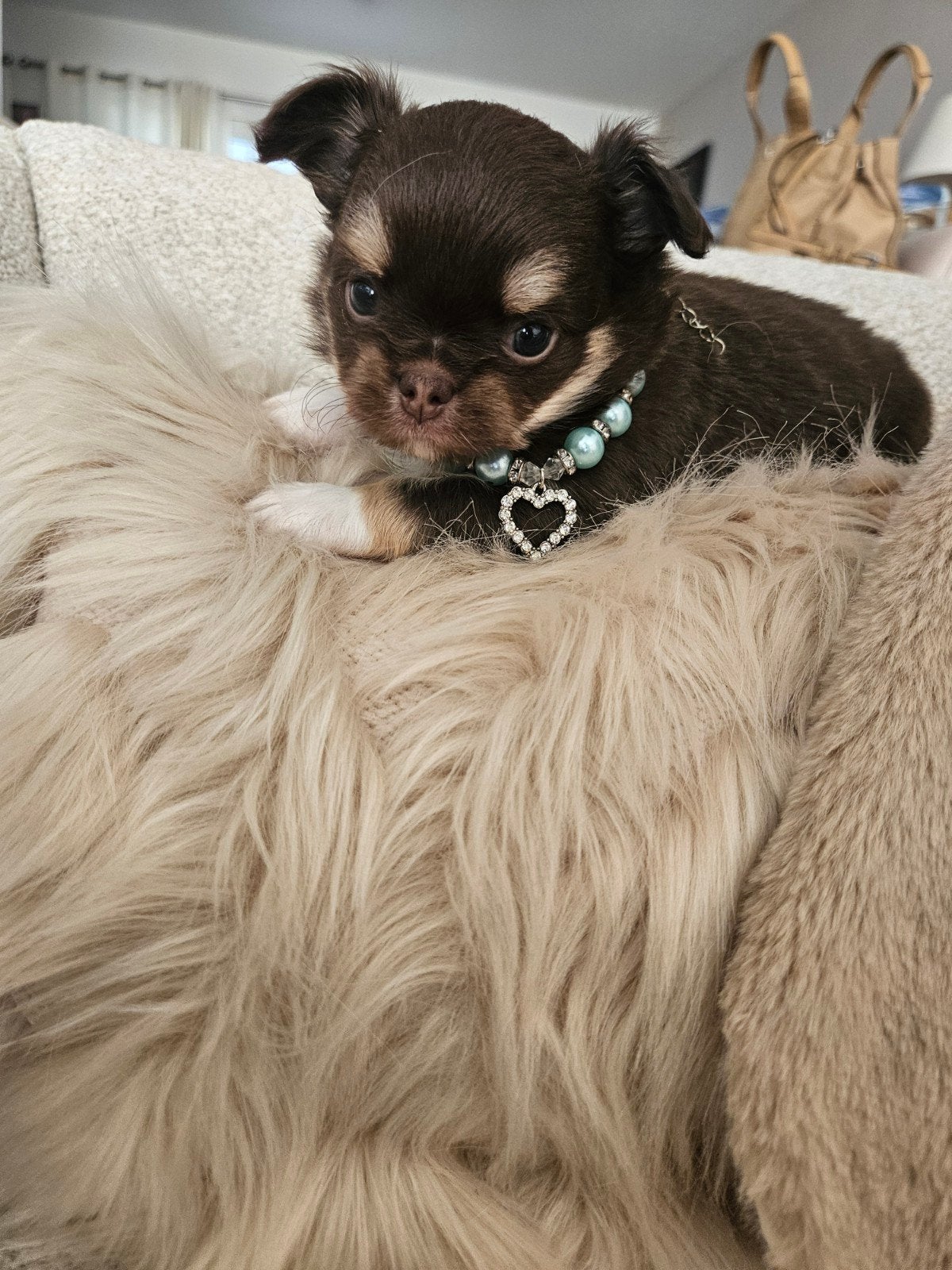 Chihuahua reutje, België, Fokker | Hobbymatig, Reu, 8 tot 15 weken