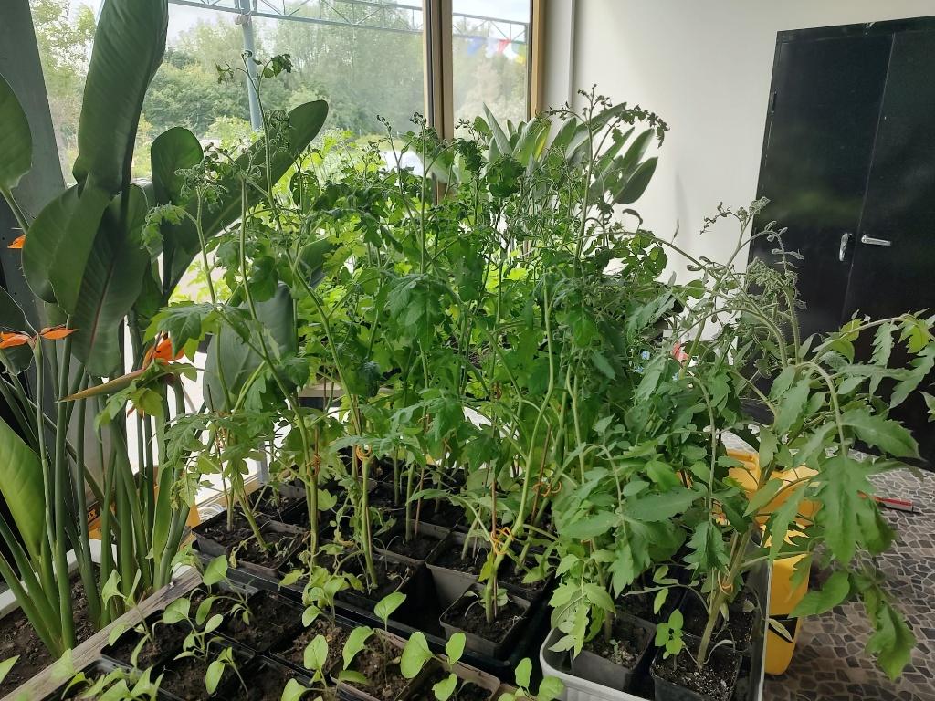 Plants de tomates biologiques, Enlèvement, Annuelle, Plantes potagères
