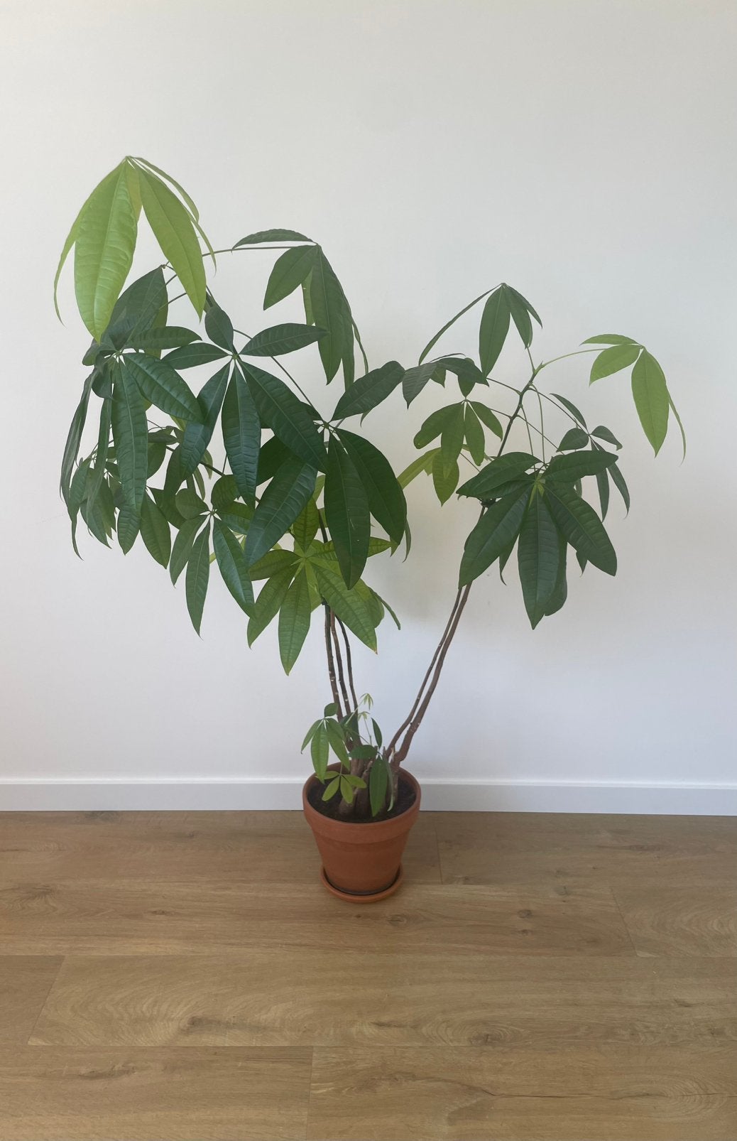 Kamerplant, Enlèvement