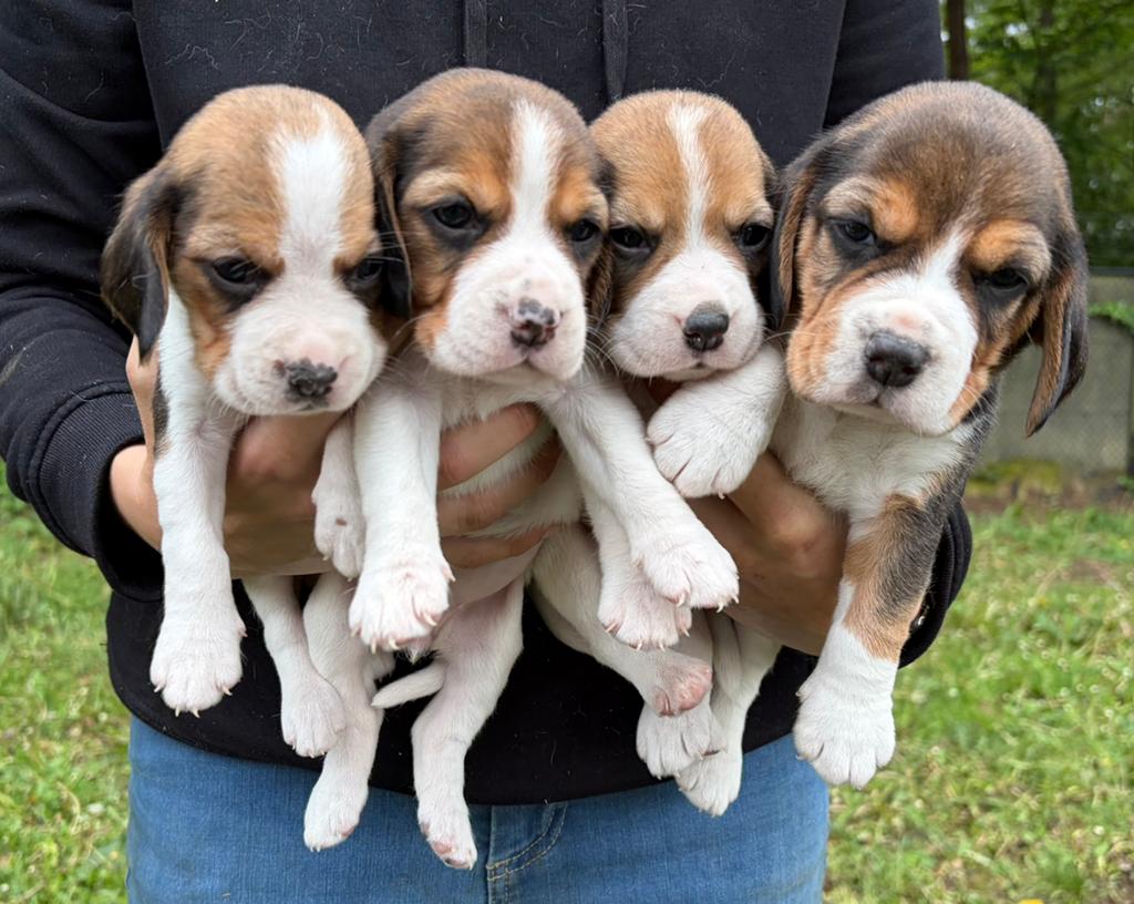 Adorables chiots Beagle, Beagle, Plusieurs, Belgique, Plusieurs animaux