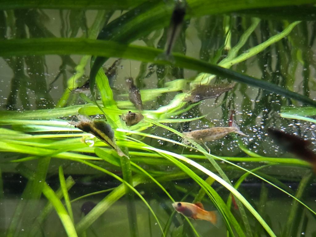 Japonica garnalen, Dieren en Toebehoren, Vissen | Aquariumvissen, Kreeft, Krab of Garnaal, Zoetwatervis