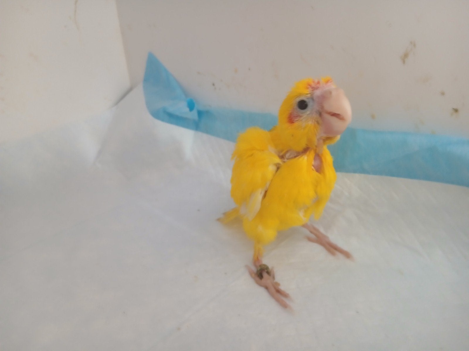 Kakarikis voor handopfok, Dieren en Toebehoren, Vogels | Kanaries