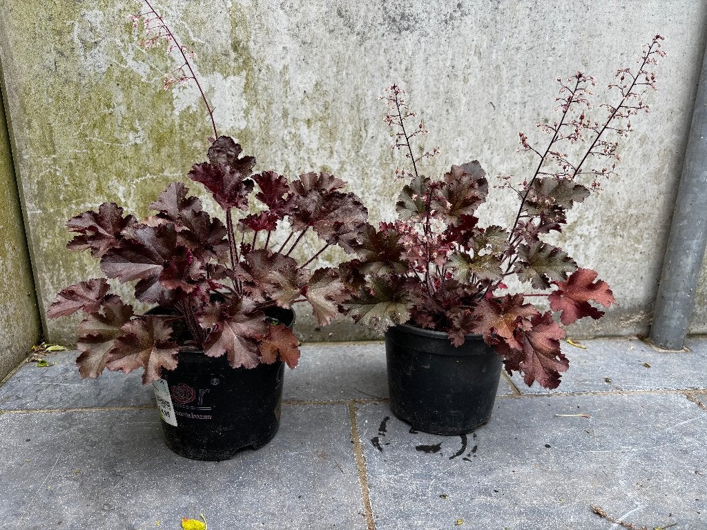 Heuchera / purperklokje vaste tuinplant, Tuin en Terras, Ophalen of Verzenden, Zomer, Vaste plant, Overige soorten