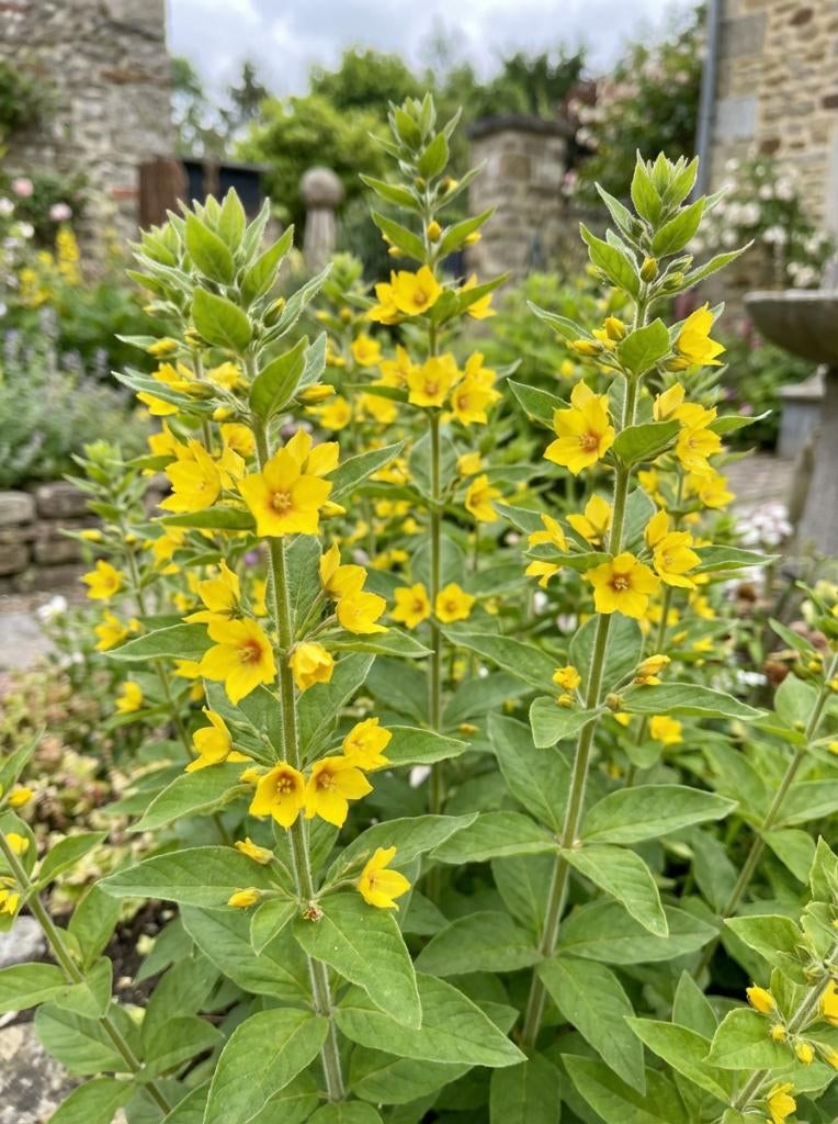 Wederik, vaste plant, Tuin en Terras, Planten | Tuinplanten, Ophalen, Vaste plant, Overige soorten, Halfschaduw