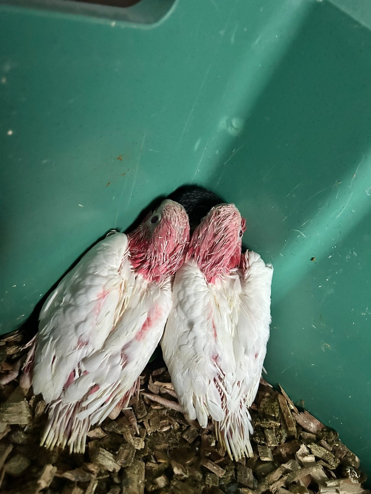 Cacatoès rosé Lutino,caïque rouille/à tête noire,nobilis ara, Plusieurs animaux, Perroquet, Parleur