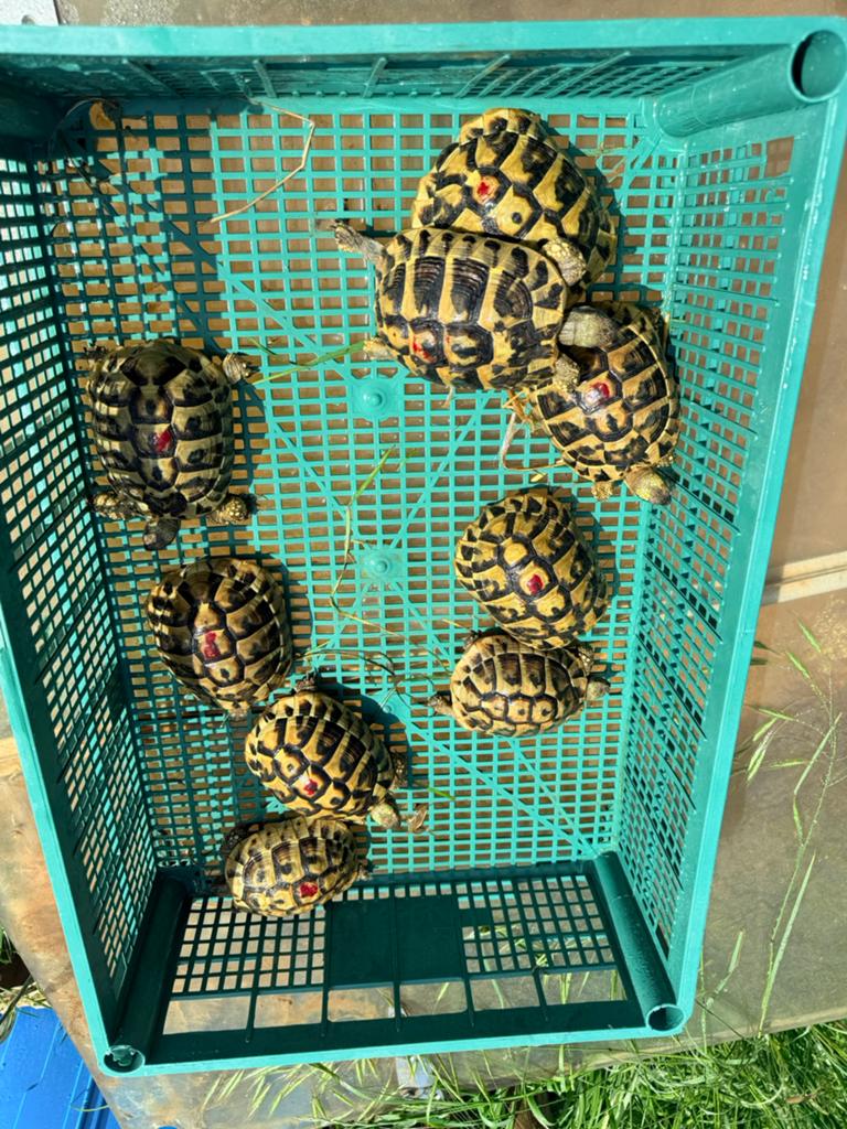 Tortue herman boetgeri, Dieren en Toebehoren, Schildpad