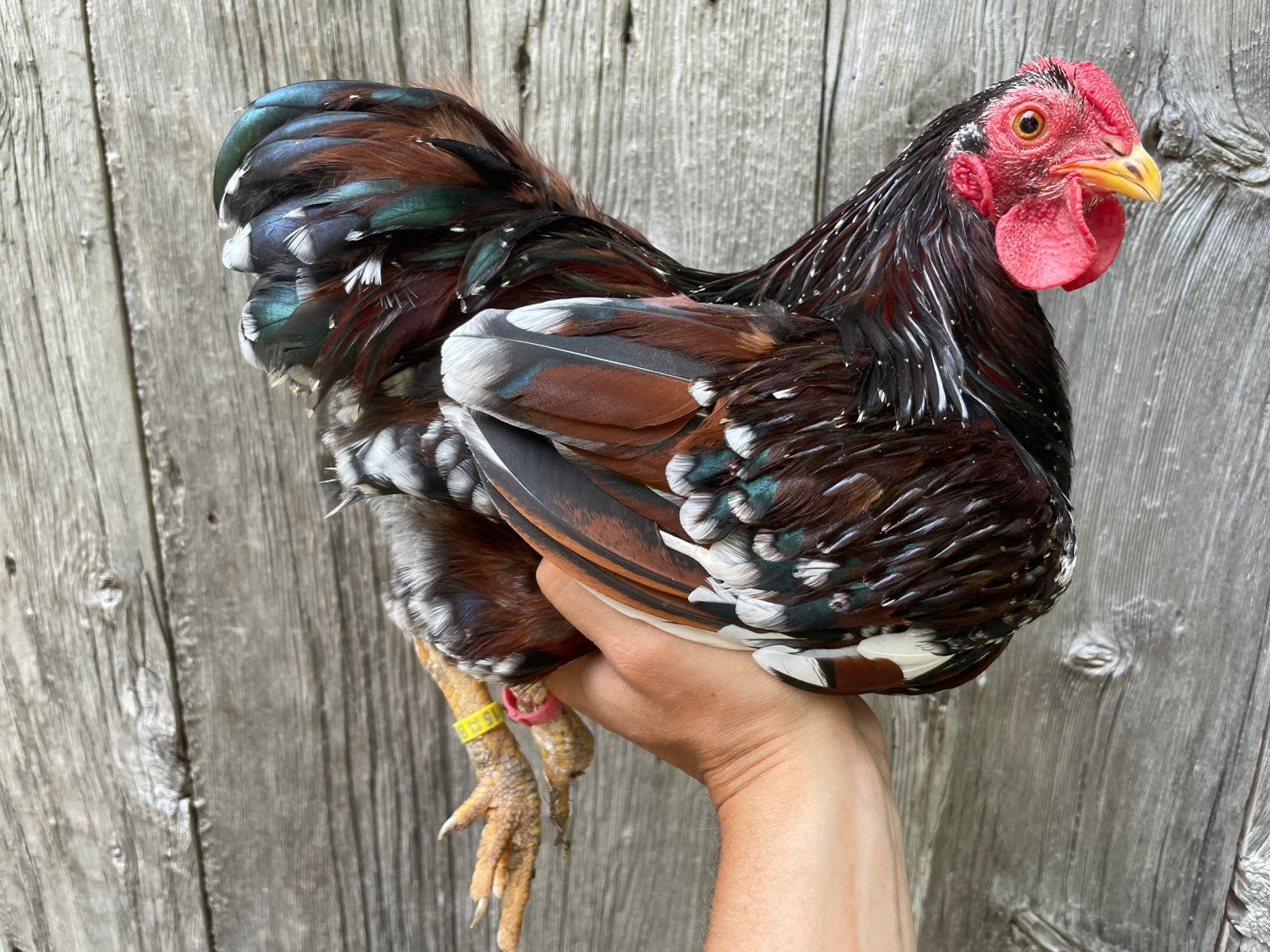 Wyandotte kriel, Plusieurs animaux, Poule ou poulet