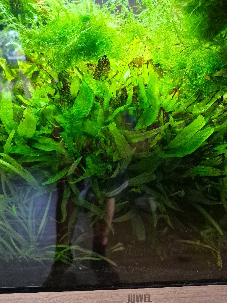 Gratis aquarium planten (zoet water), Ophalen, Nieuw, Plant(en), Steen of Hout, Overige merken