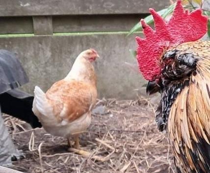 Jonge beige legkip, Animaux & Accessoires, Volatiles, Poule ou poulet, Femelle