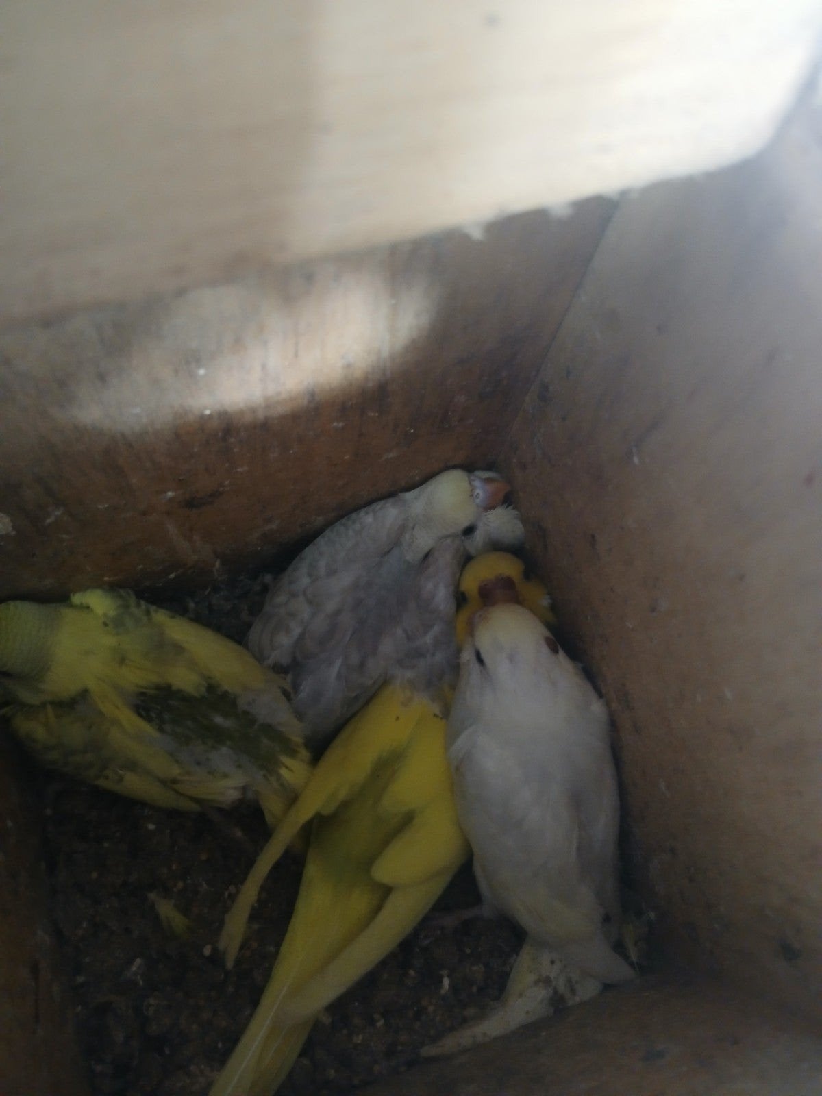 jonge grasparkieten, Dieren en Toebehoren