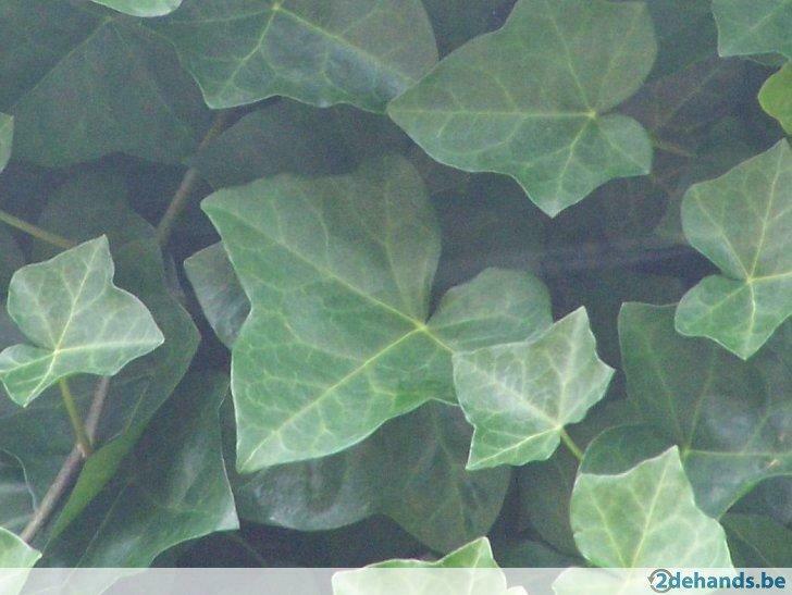 Klimop  (Hedera), Tuin en Terras, Ophalen of Verzenden, Bodembedekkers