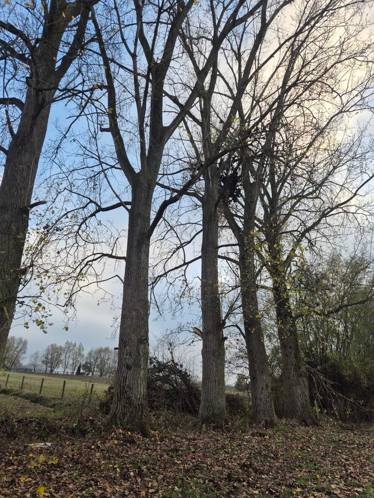Populier op stam 50 euro per ton, Ophalen