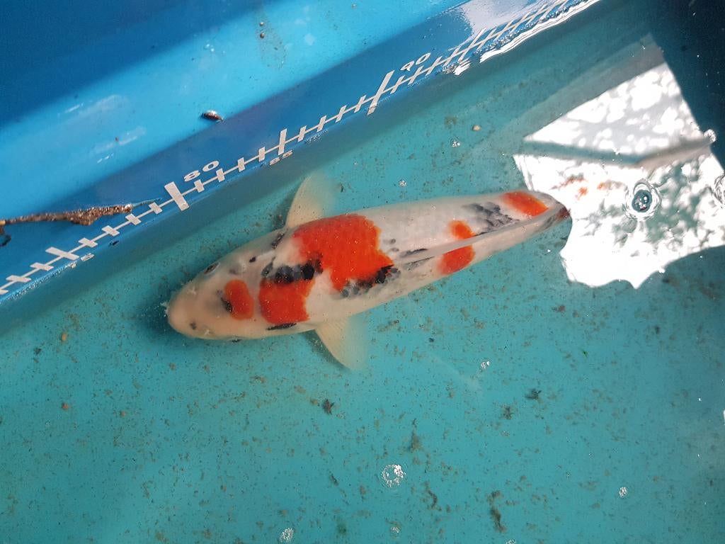 Japanse koi, Carpe ou Koï