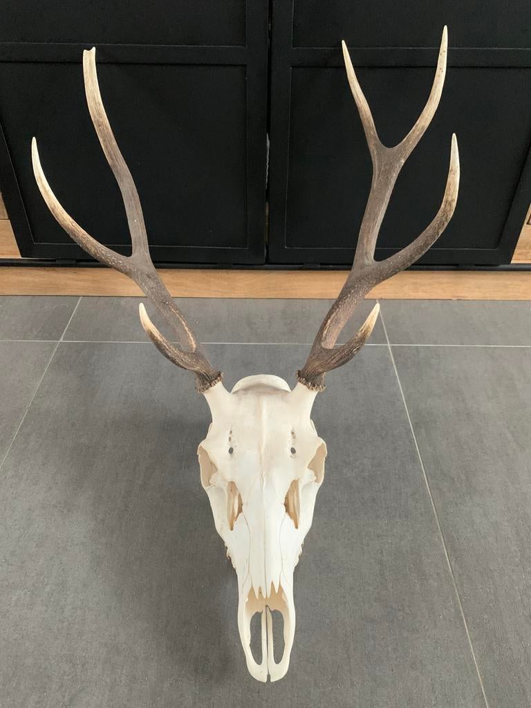 Trophée de Cerf, Enlèvement, Comme neuf, Cerf, Crâne