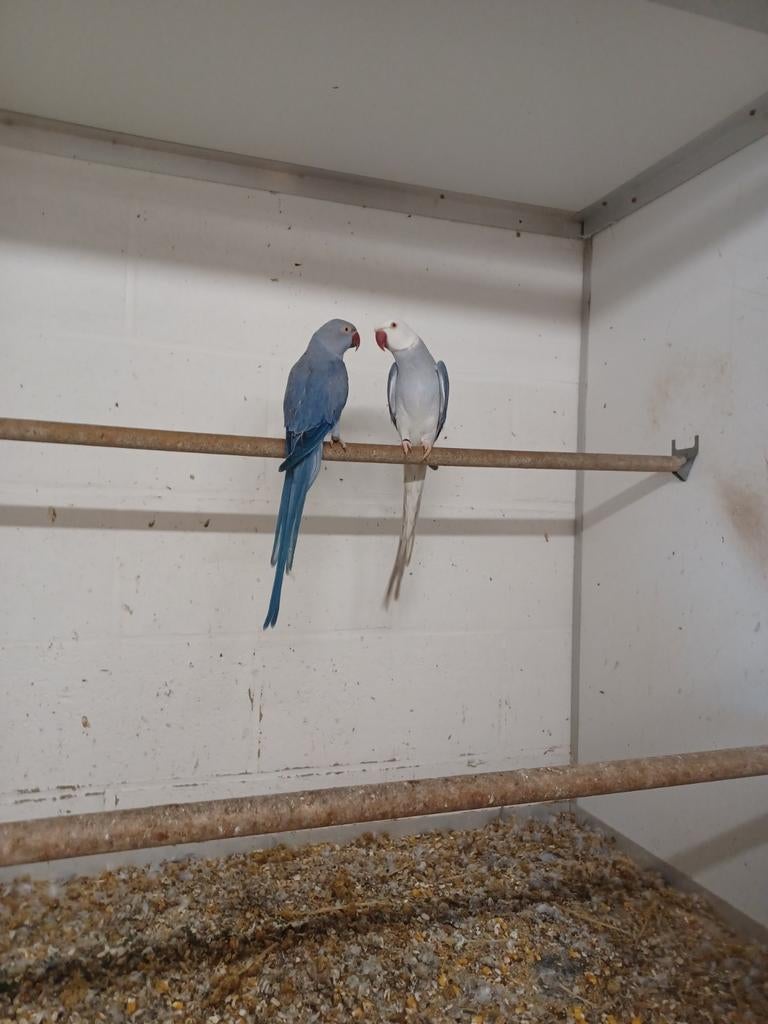 Te koop halsbandparkieten, Parkiet, Geringd