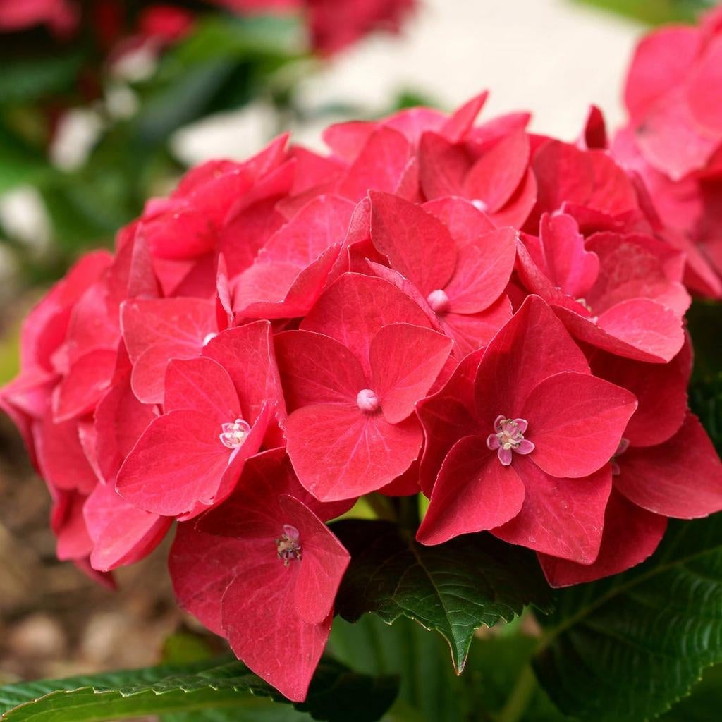 ‼️hortensia aan promoprijzen ‼️, Ophalen