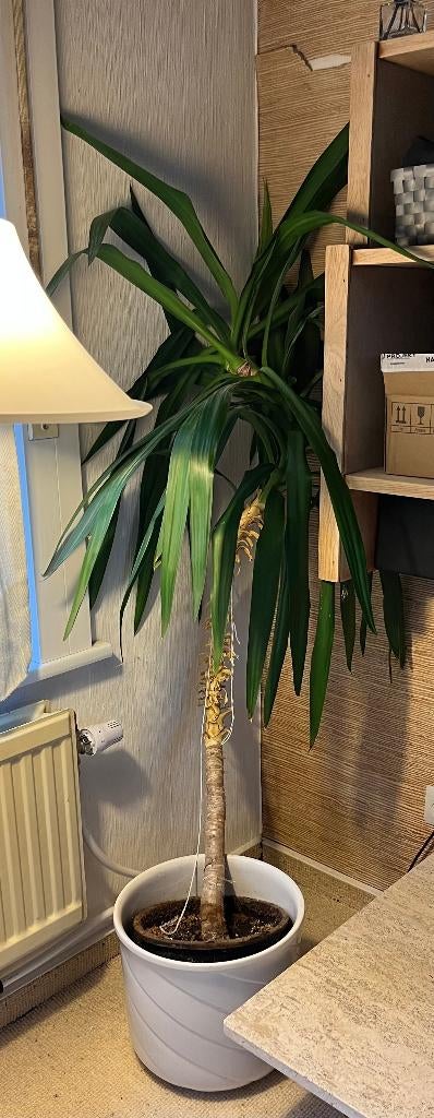 Yucca, Tuin en Terras, Ophalen, Bloeit niet, Overige soorten, Volle zon