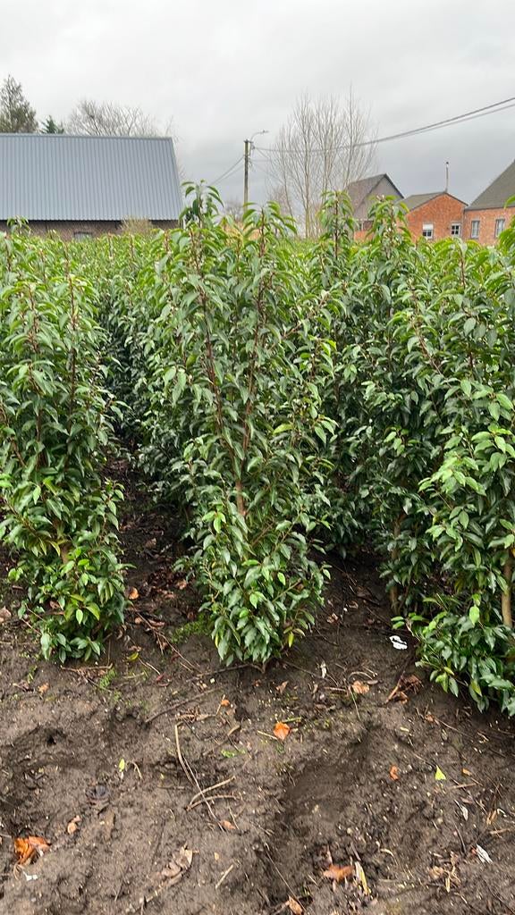Portugese laurier, Groenblijvende plant. UITVERKOCHT, Tuin en Terras, Ophalen, Laurier
