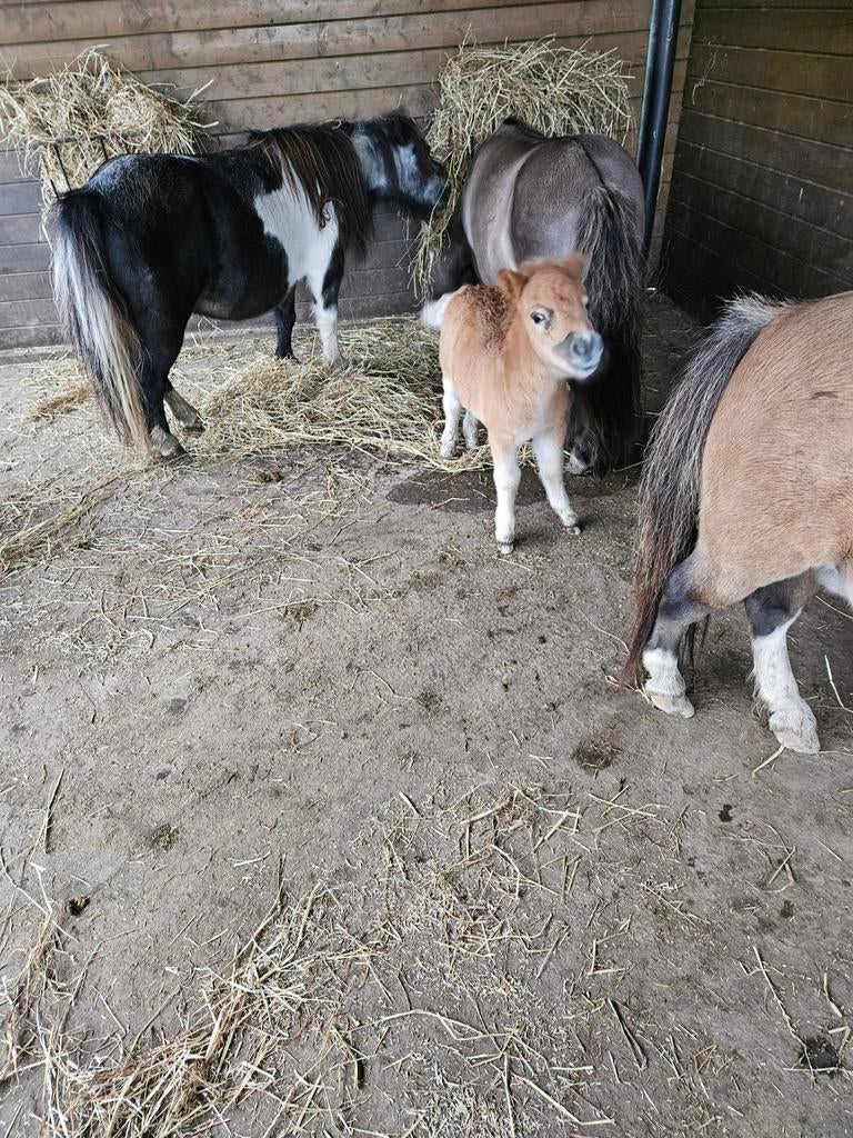 Stamboek shetlanders, Dieren en Toebehoren