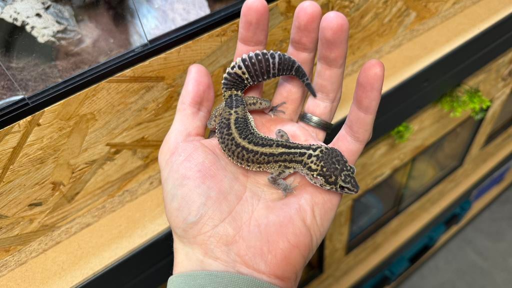 Luipaardgekko - Black Knight 0.1, Dieren en Toebehoren, Reptielen en Amfibieën, Hagedis, Tam, 0 tot 2 jaar
