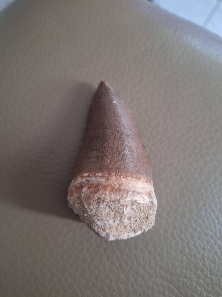 tand van een dinosaurus, Verzamelen, Ophalen of Verzenden