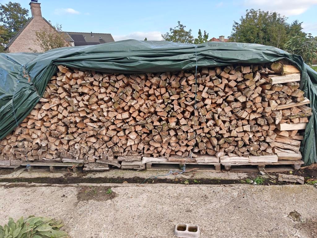 Brandhout regio assenede populier, Immo