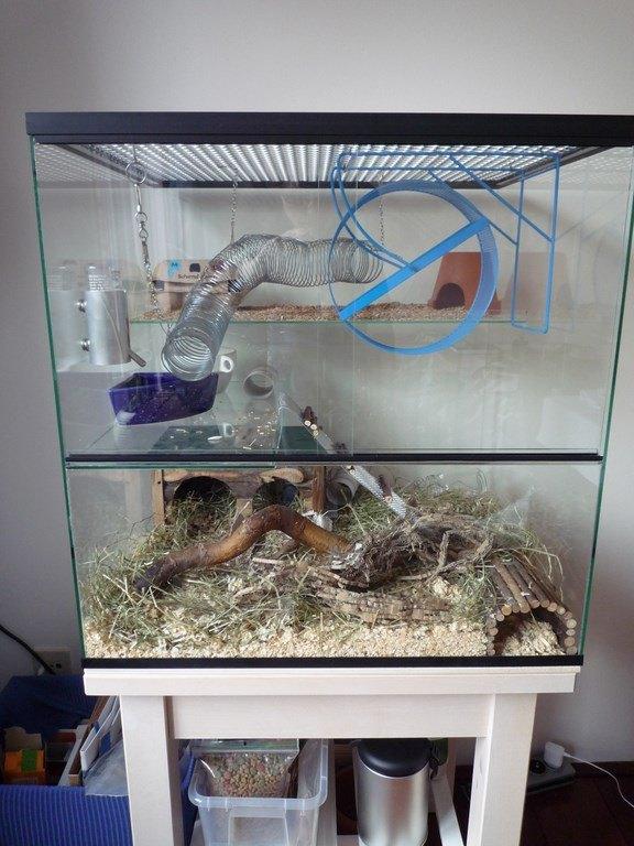 Gerbilarium voor muizen en gerbils, Dieren en Toebehoren, Knaagdieren en Konijnen | Hokken en Kooien, 60 tot 90 cm, Ophalen of Verzenden