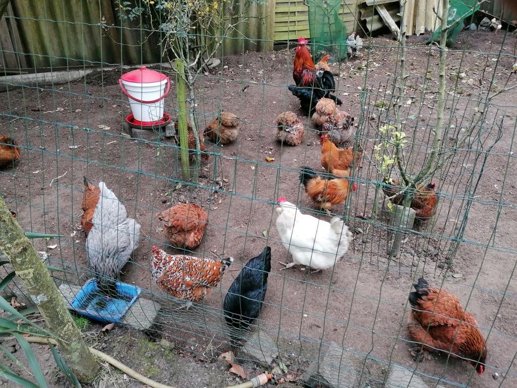 Sierkippen, Dieren en Toebehoren, Pluimvee, Meerdere dieren