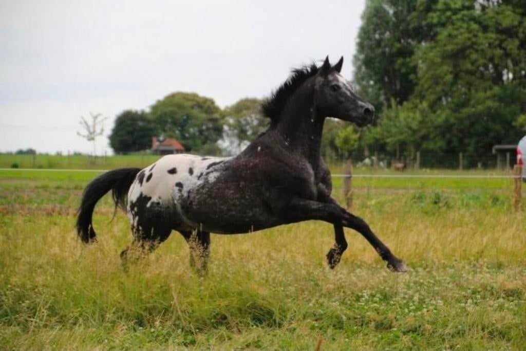 Dekhengst Quarter appaloosa TER DEKKING, Dieren en Toebehoren, Hengst