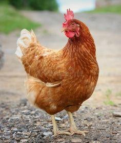 Jonge legkippen, Dieren en Toebehoren, Pluimvee, Vrouwelijk, Kip