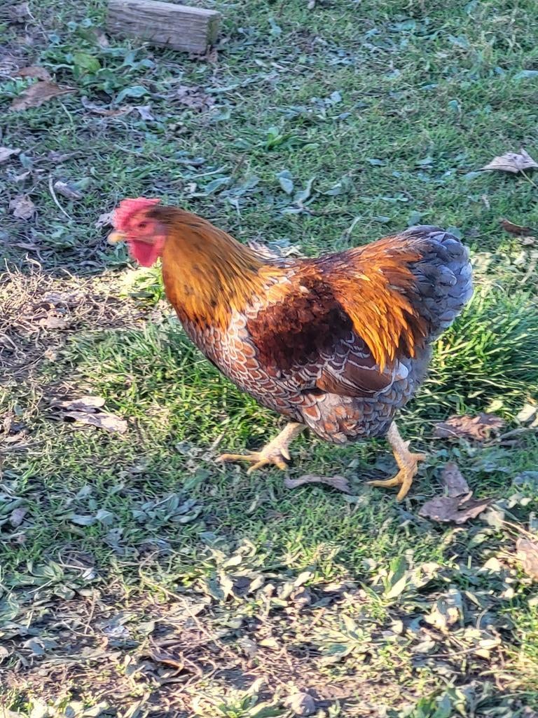 Coq wyandotte naine doré liseré bleu, Animaux & Accessoires