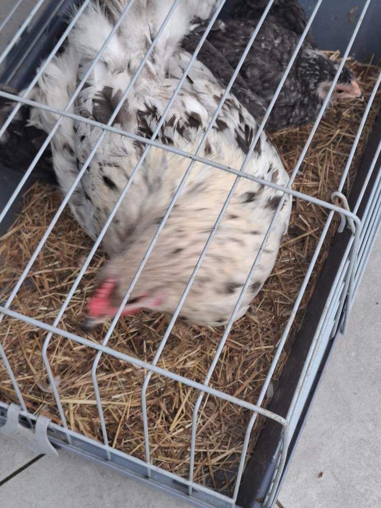 Poule et 5 poussins, Dieren en Toebehoren, Konijnen