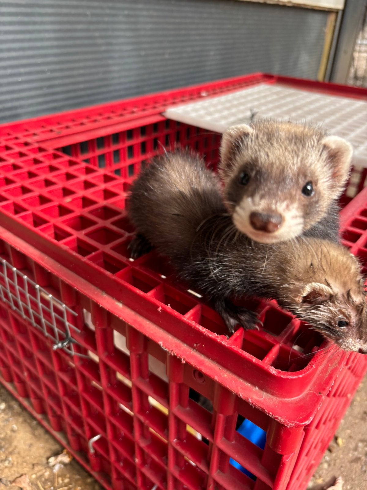 Micro Fretten te koop, Dieren en Toebehoren, Mei, Mannelijk